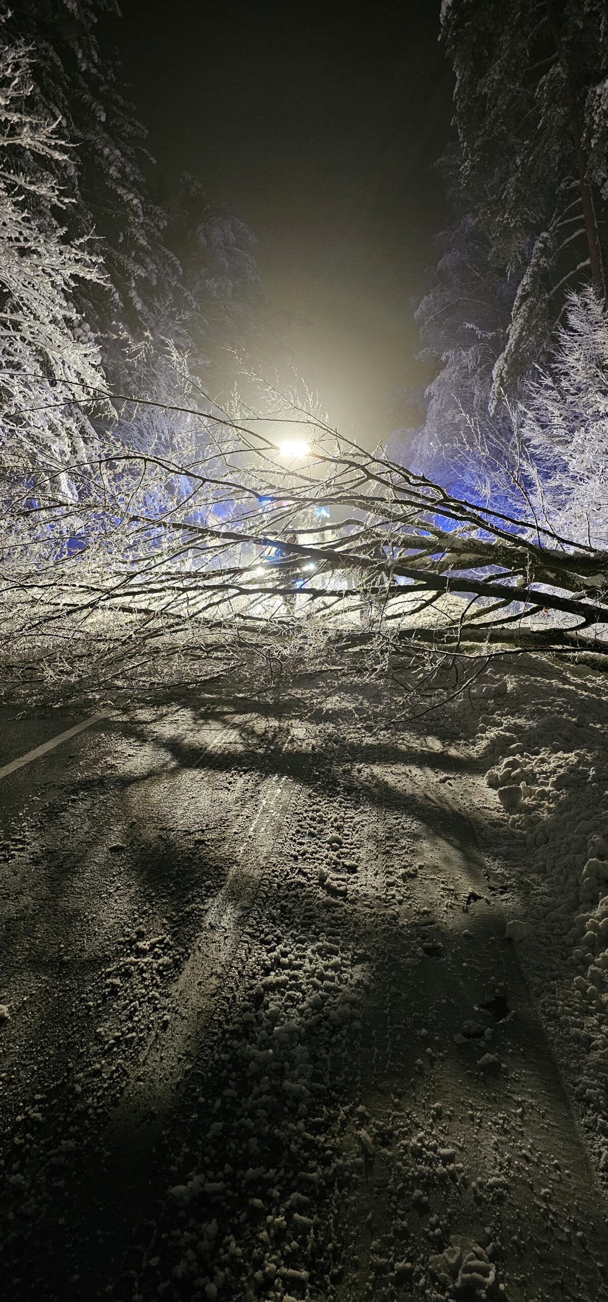 THL 1 klein, Baum auf Straße